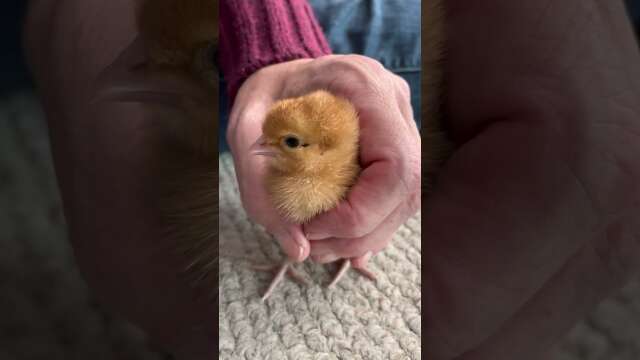 Chick Goes Back to the Hatchery