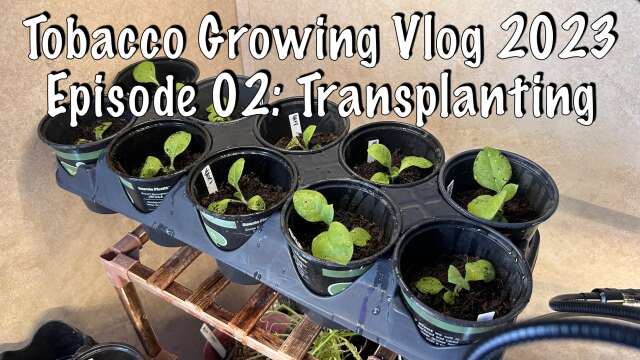 Tobacco Growing Vlog 2023 #2 - Transplanting