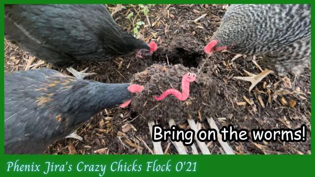 Digging Worms with Chickens