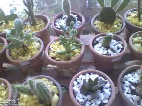 Many mini cactus in small pots at flower shop, pretty and adorable! [Nature & Animals]