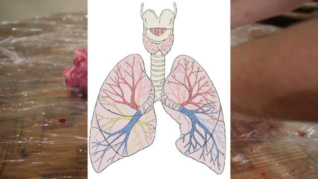 Anatomy of the respiratory tract