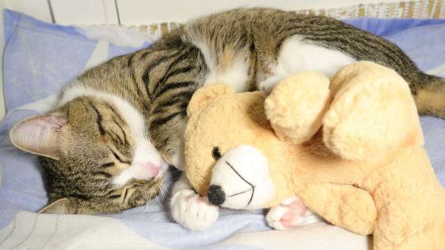 A Cat and His Teddy Bear