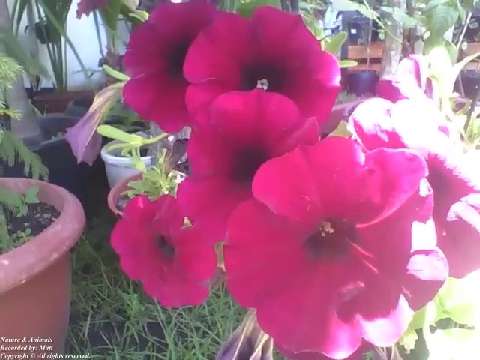 A beautiful bunch of red petunias in the flower shop, wonderful flowers! [Nature & Animals]