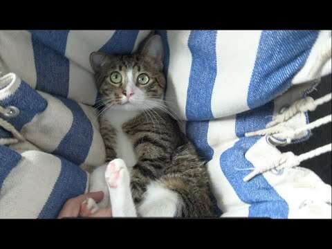 Sweet Cat Sits on the Couch with Me