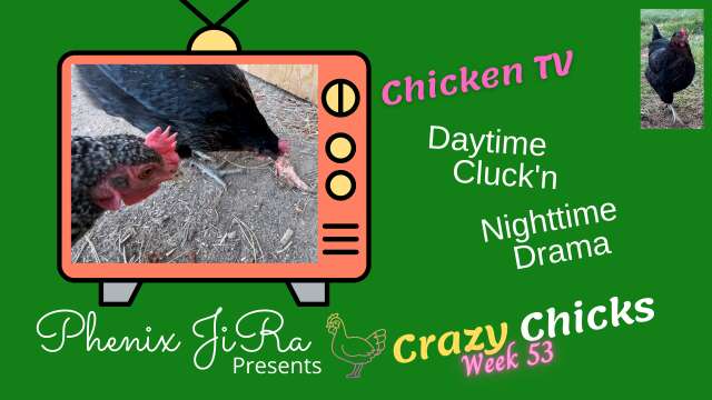 Daytime Cluck'n Nighttime Drama | Chicken TV