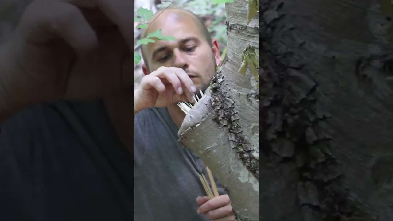 tree's reaction #landart #landscape #artwork #art #asmr #artistlive #tree #lifeisart