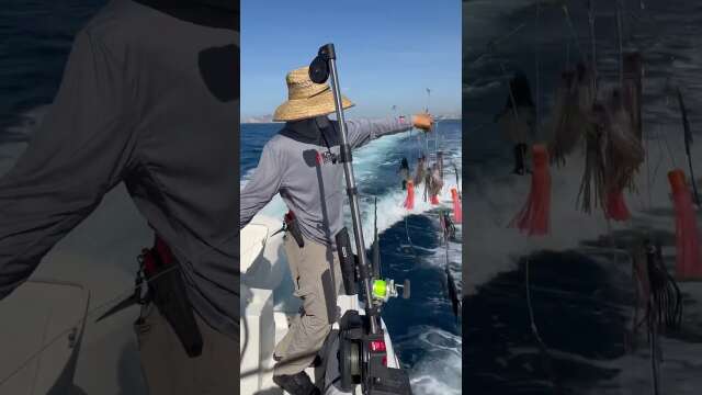 Fishing for striped marlin using SIMRAD, SCOTTY and SHIMANO.